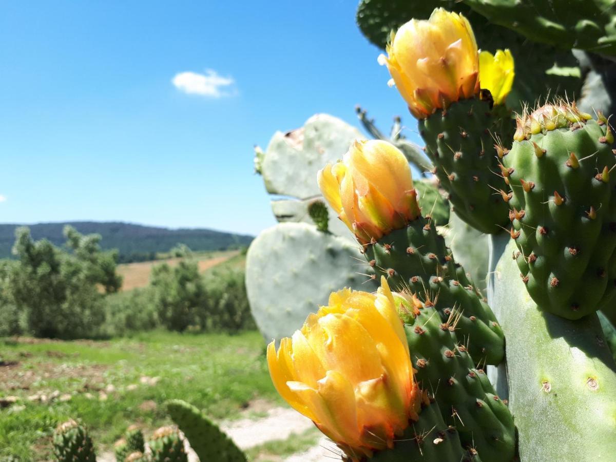 Willa Agriturismo La Talpa Marsiliana Zewnętrze zdjęcie